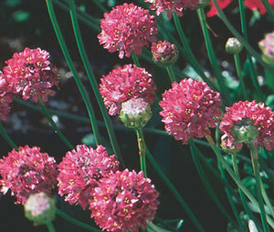 Armeria Joystick Mix Seeds - Armeria Maritima