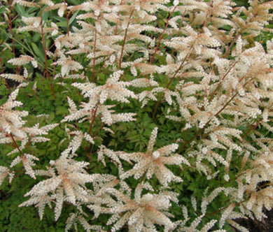 Aruncus Noble Spirits Seeds - Aruncus Aethusifolius