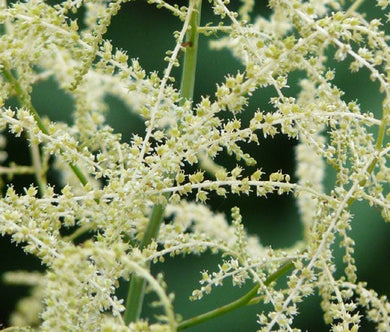 Aruncus White Seeds - Aruncus Dioicus