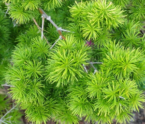 Asparagus Ming Fern Bulk Seeds - Asparagus Myriocladus