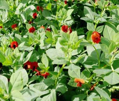 Asparagus Pea Seeds - Lotus Tetragonolobus