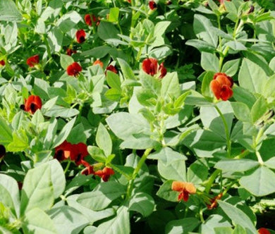 Asparagus Pea Seeds - Lotus Tetragonolobus