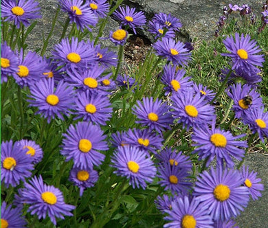 Aster Alpine Blue Seeds - Aster Alpinus