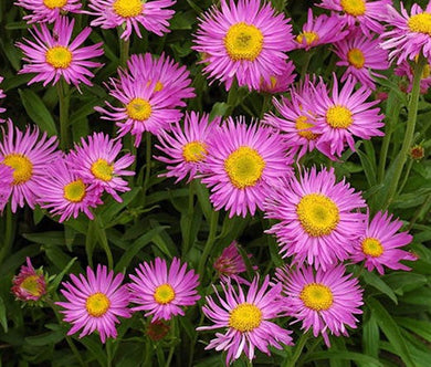 Aster Alpine Pink Seeds - Aster Alpinus