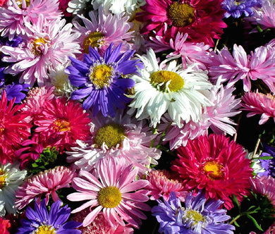 Aster China Mix Seeds - Callistephus Chinensis