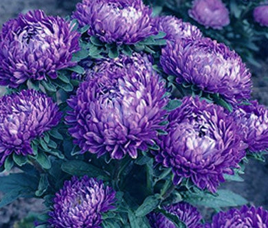 Aster Dwarf Milady Blue Seeds - Callistephus Chinensis