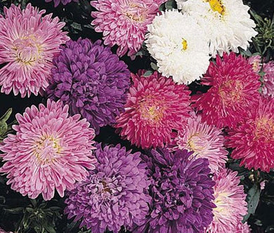 Aster Dwarf Milady Mix Seeds - Callistephus Chinensis