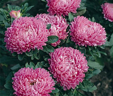 Aster Dwarf Milady Rose Seeds - Callistephus Chinensis