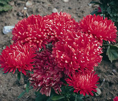 Aster Dwarf Milady Scarlet Seeds - Callistephus Chinensis