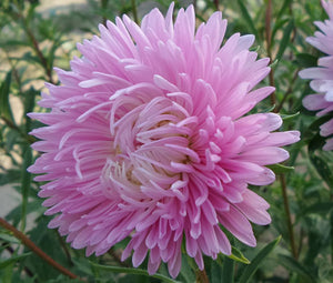 Aster Gremlin Double Light Rose Seeds - Callistephus Chinensis