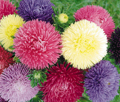 Aster Gremlin Double Mix Seeds - Callistephus Chinensis