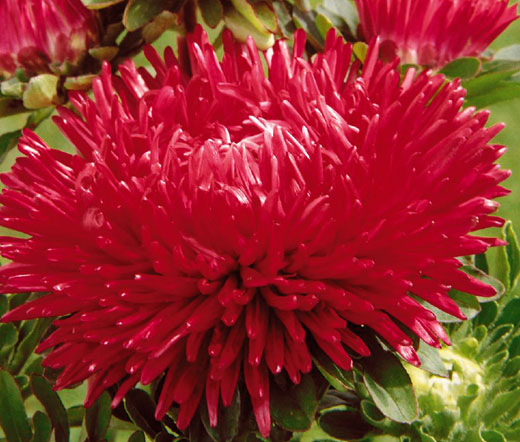 Aster Gremlin Double Red Seeds - Callistephus Chinensis