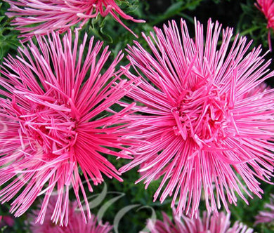 Aster Needle Unicum Rose Seeds - Callistephus Chinensis
