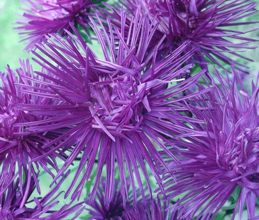 Aster Needle Unicum Violet Seeds - Callistephus Chinensis