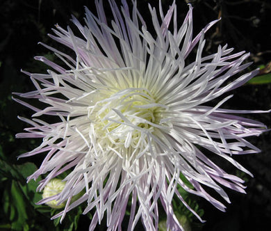 Aster Needle Unicum White Seeds - Callistephus Chinensis