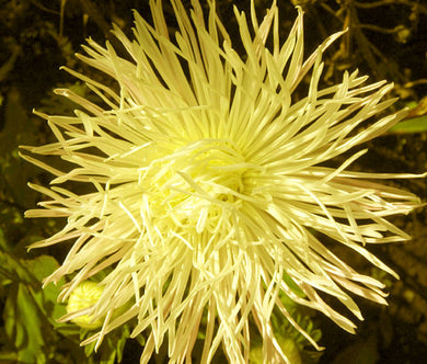 Aster Needle Unicum Yellow Seeds - Callistephus Chinensis