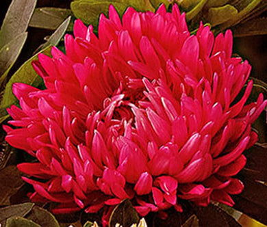 Aster Paeony Duchess Scarlet Seeds - Callistephus Chinensis