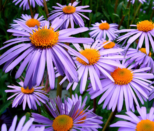 Aster Wartburg Star
