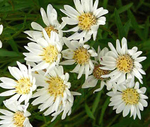 Aster White Upland Seeds - Aster Ptarmicoides