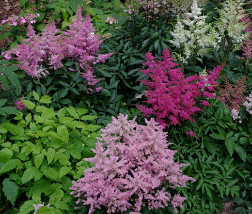 astilbe flower seeds Astilbe Bunter Mix Seeds