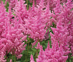 astilbe flower seeds Astilbe Chinese Seeds