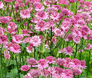 planting astrantia seeds Astrantia Masterwort Purple Seeds