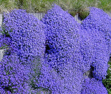 Aubrieta Rock Cress Cascade Blue Seeds -  Aubrieta Hybrida Superbissima