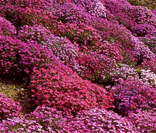 aubrieta flower seeds Aubrieta Rock Cress Cascade Mix Seeds