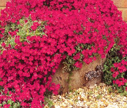 Aubrieta Rock Cress Cascade Red Seeds - Aubrieta Hybrida Superbissima