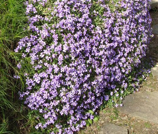 Aubrieta Rock Cress Pale Blue Seeds - Aubrieta Hybrida Graeca