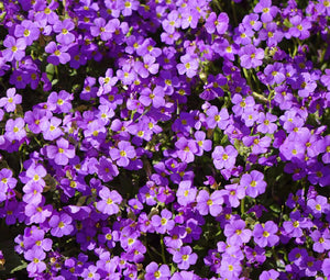 Aubrieta Rock Cress Purple Seeds - Aubrieta Hybrida Hendersonii