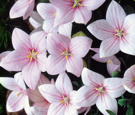 50 La France PINK CARNATION Dianthus Caryophyllus Chabaud Flower Seeds –  Seedville USA