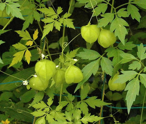 Balloon Vine Non GMO Seeds - Cardiospermum Halicacabum