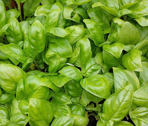 Basil Italian Large Leaf Non GMO Bulk Seeds - Ocimum Basilicum