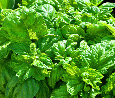 Basil Lettuce Leaf Non GMO Seeds - Ocimum Basilicum