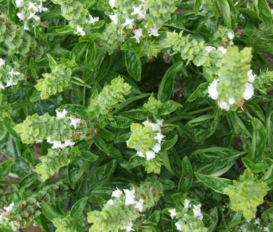 Basil Sweet Genovese Organic Seeds - Ocimum Basilicum