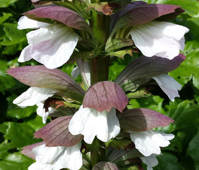 Bear's Breeches Seeds - Acanthus Mollis