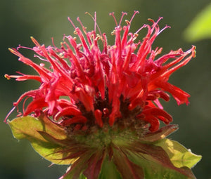 Bee Balm Scarlet Red Shades Non GMO Seeds - Monarda Didyma