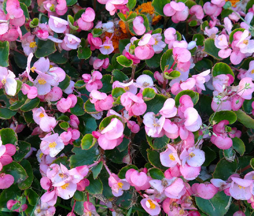Begonia Wax Rose Seeds - Begonia Semperflorens
