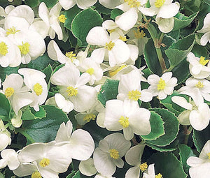 Begonia Wax White Seeds - Begonia Semperflorens