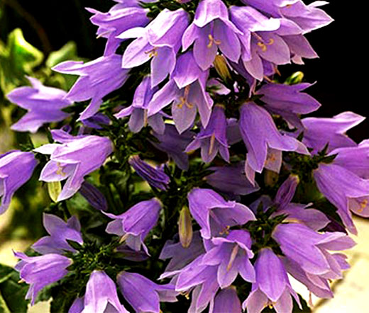 lavender bells plant Bellflower Lavender Isabella Seeds