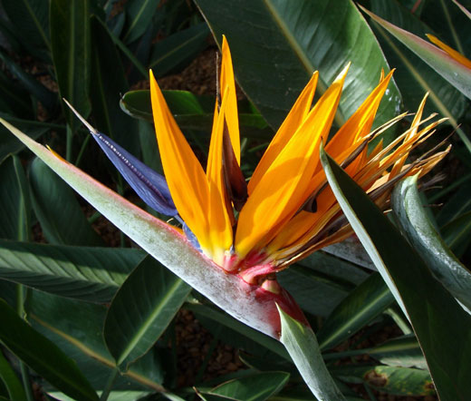Bird of Paradise Seeds