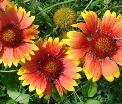 Blanket Flower Seeds - Gaillardia Aristata