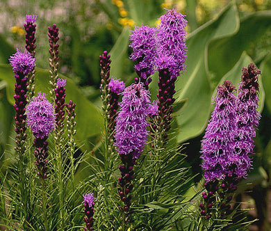 Blazing Star Gayfeather Seeds - Liatris Spicata
