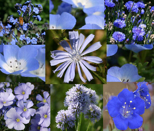 Wildflower Mix Blue Bulk Seeds