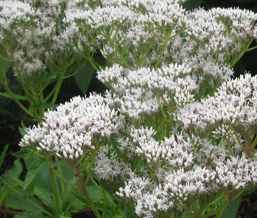 Boneset Non GMO Seeds - Eupatorium Perfoliatum