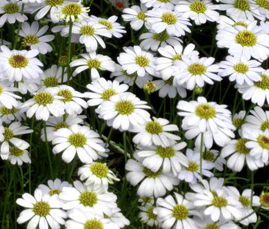 Brachycome White Seeds - Brachycome Iberidifolia
