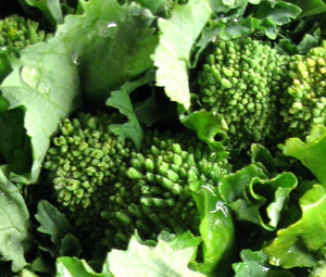 Broccoli Raab Early Fall Non GMO Seeds - Brassica Rapa