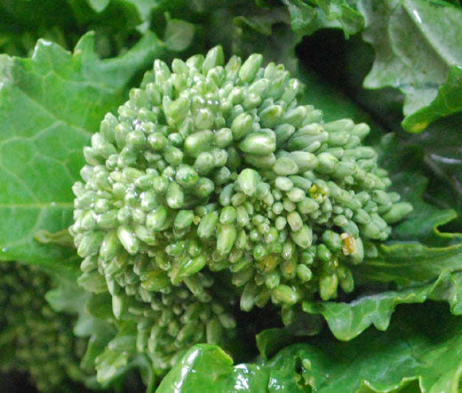 Broccoli Raab Spring Organic Seeds - Brassica Rapa