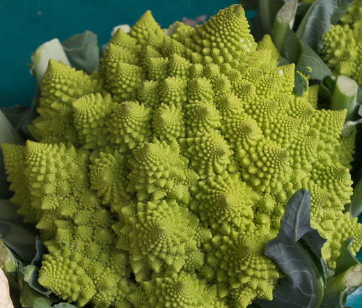 Broccoli Romanesco Non GMO Seeds - Brassica Oleracea